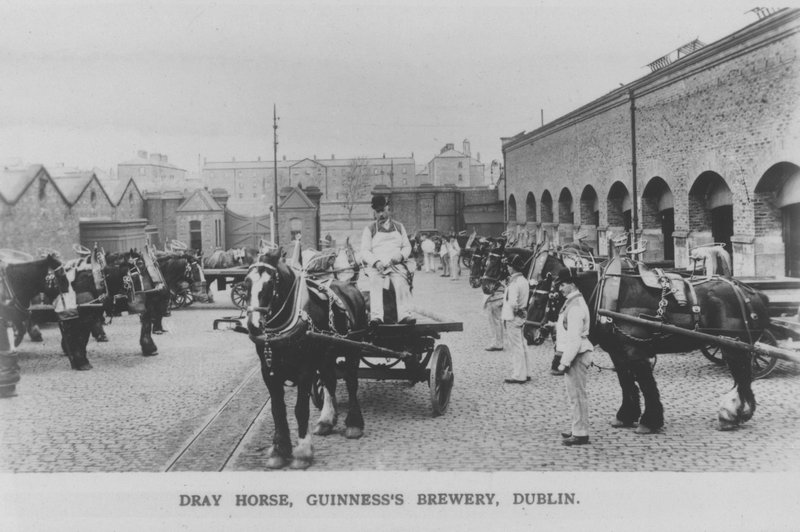 Dray koń, browar Guinnessa, Dublin, Irlandia (zdjęcie czarno-białe) autorstwa Photographer Irish