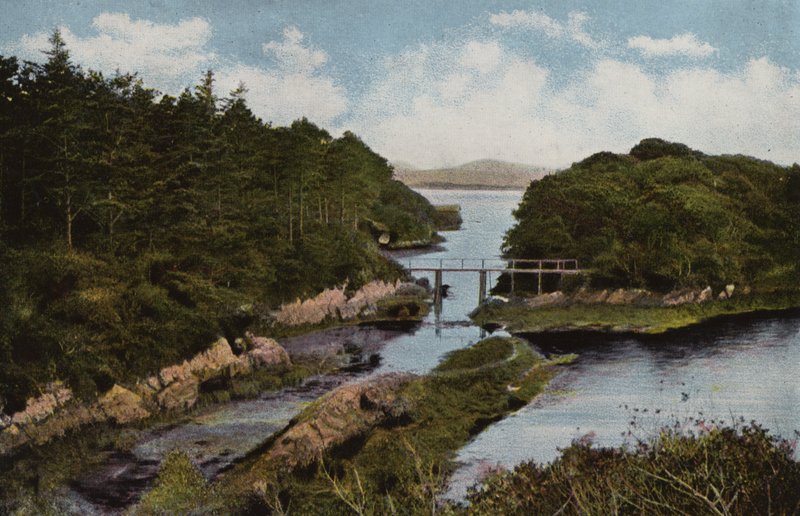 Irlandia Południowa: Parknasilla, Hrabstwo Kerry (kolorowe zdjęcie) autorstwa Photographer Irish