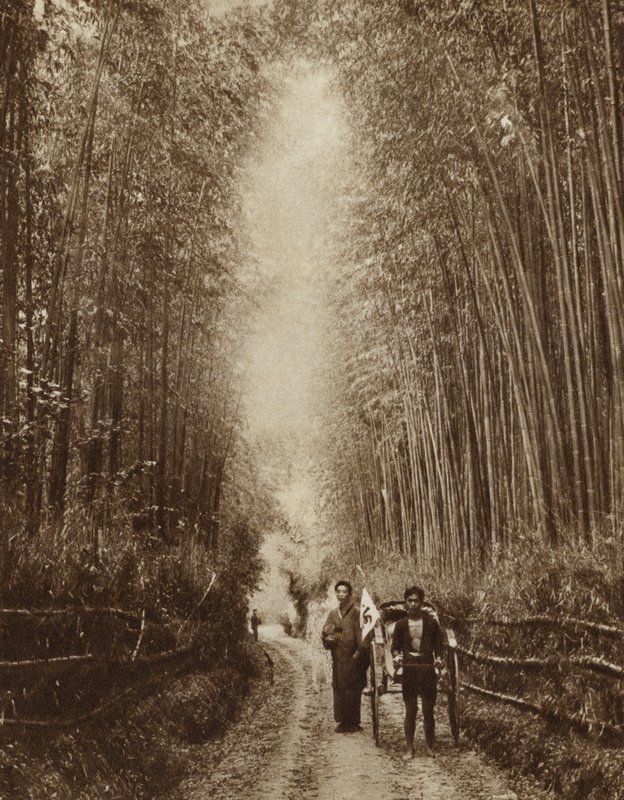 Gaj bambusowy, Japonia (zdjęcie czarno-białe) autorstwa Photographer Japanese