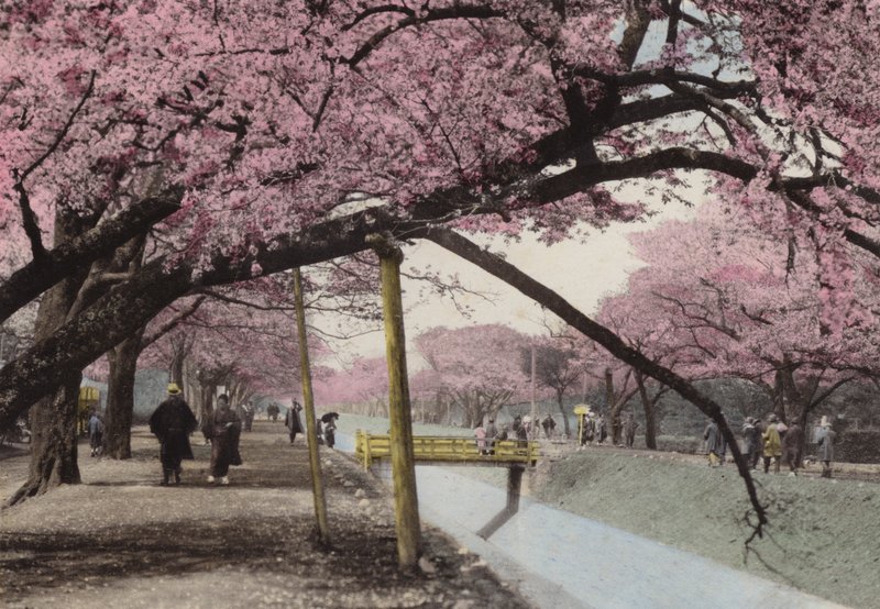 Japonia, ok. 1912: Kwiat Wiśni w Koganei, niedaleko Tokio (zdjęcie) autorstwa Photographer Japanese