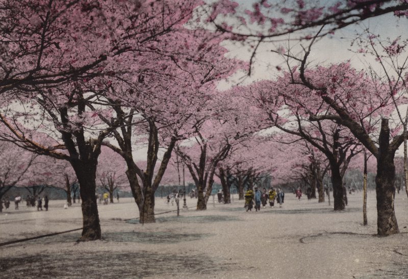 Japonia, ok. 1912: Kwiat Wiśni w parku Uyeno, Tokio (zdjęcie) autorstwa Photographer Japanese