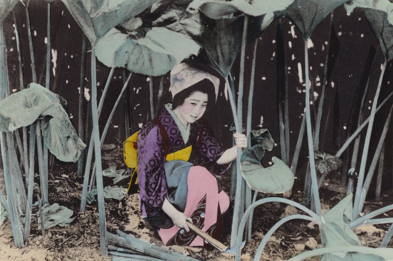 Japonia, ok. 1912: Ogromny rabarbar bagienny, dzika roślina, Akita (zdjęcie) autorstwa Photographer Japanese