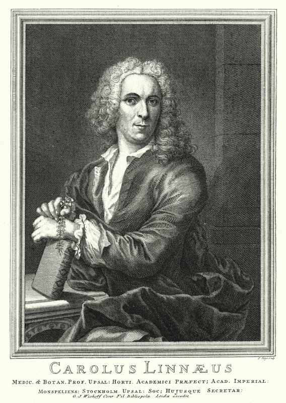 Carl Linnaeus, szwedzki botanik i zoolog (grafika) autorstwa Pierre Tanje