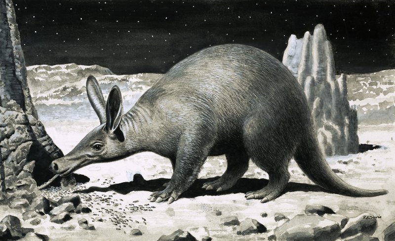 Aardvark autorstwa R.B. Davis