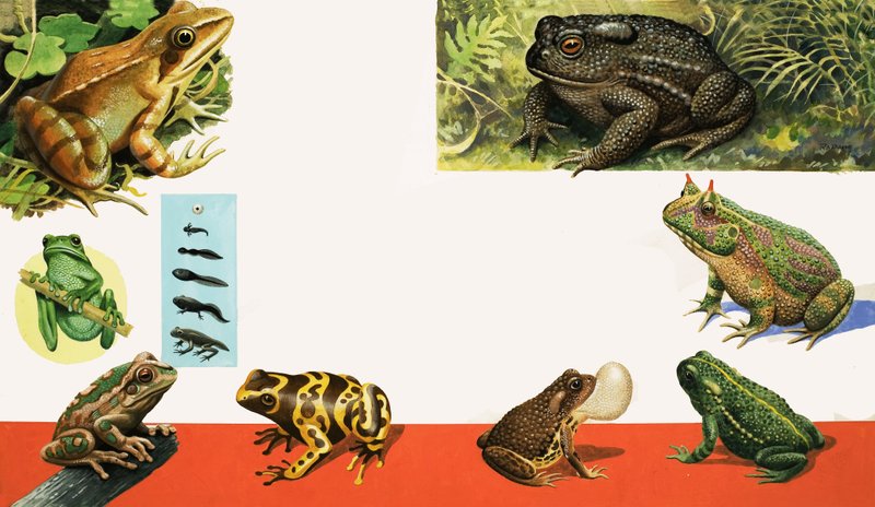 Wszystkie rodzaje żab i ropuch autorstwa R.B. Davis