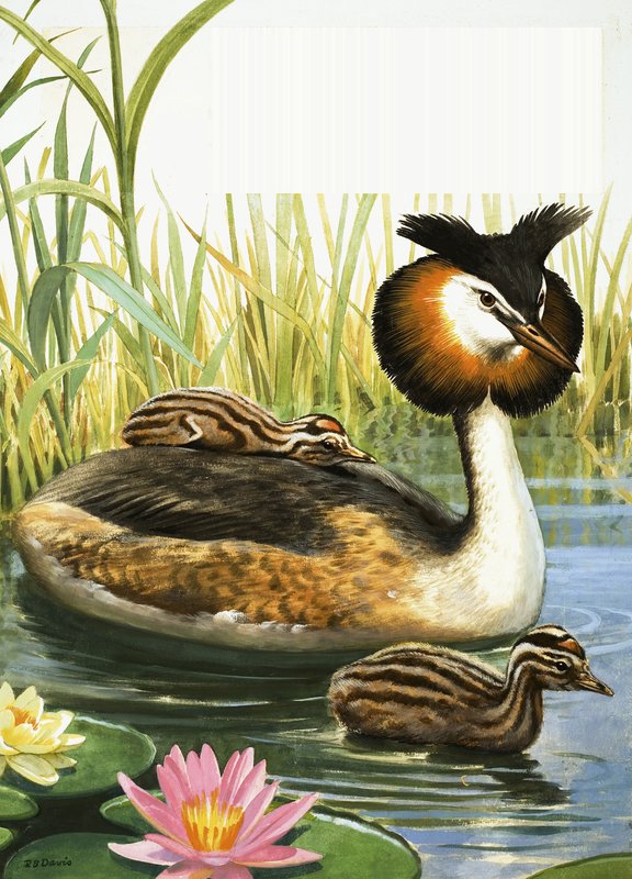 Perkoz dwuczuby autorstwa R.B. Davis