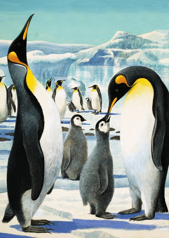 King Penguin autorstwa R.B. Davis