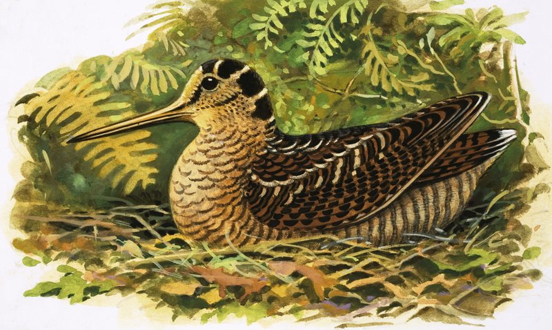 Przyglądając się naturze: Słonka autorstwa R.B. Davis