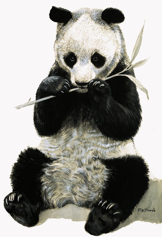 Panda autorstwa R.B. Davis