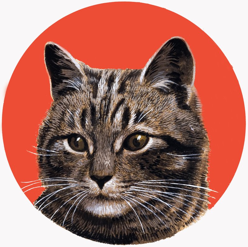 Kot tabby, z "Treasure autorstwa R.B. Davis