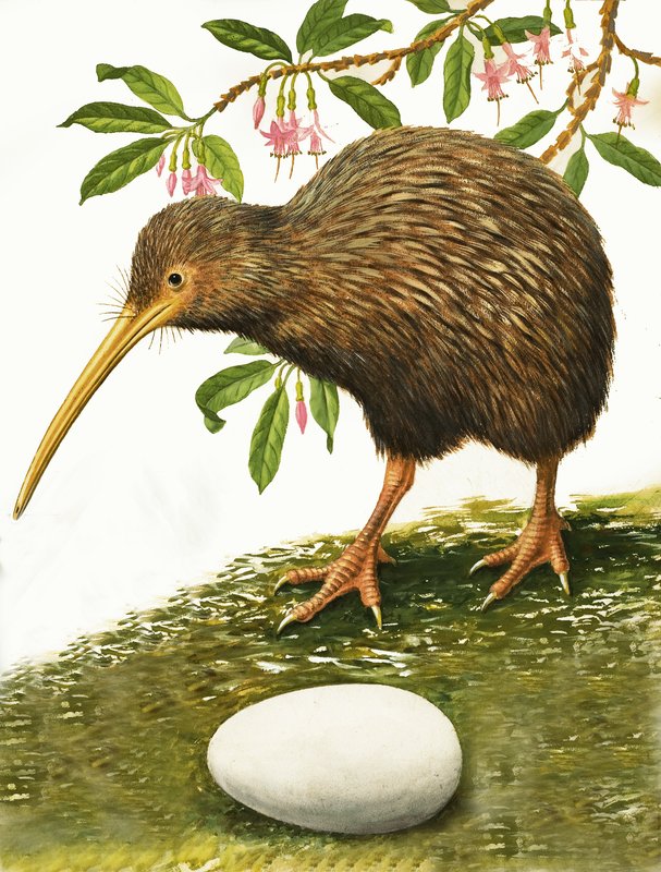 Kiwi autorstwa R.B. Davis