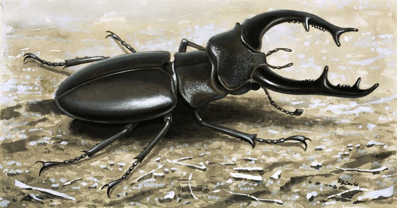 Jelonek rogacz autorstwa R.B. Davis