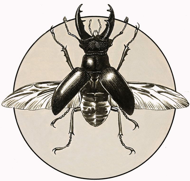 Jelonek rogacz autorstwa R.B. Davis