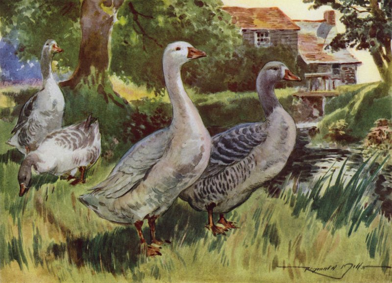 Ilustracja do My Farm (litografia kolorowa) autorstwa Reginald Mills