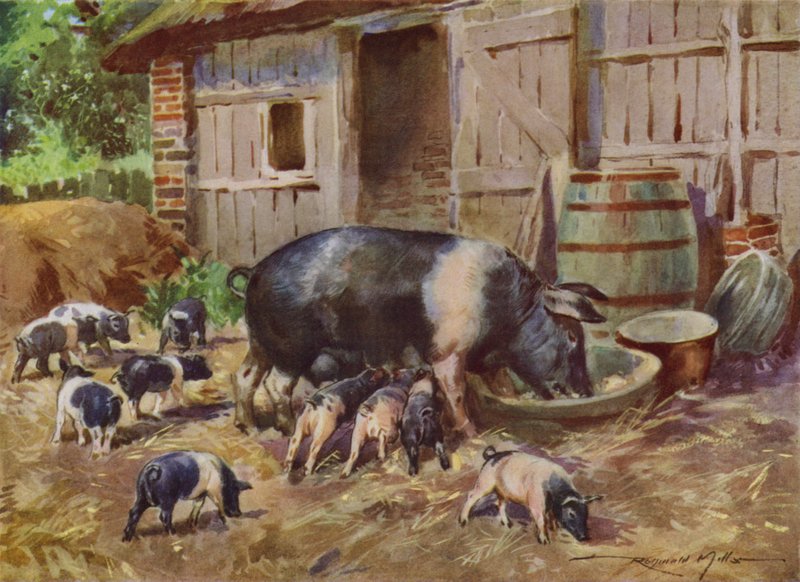 Ilustracja do My Farm (litografia kolorowa) autorstwa Reginald Mills