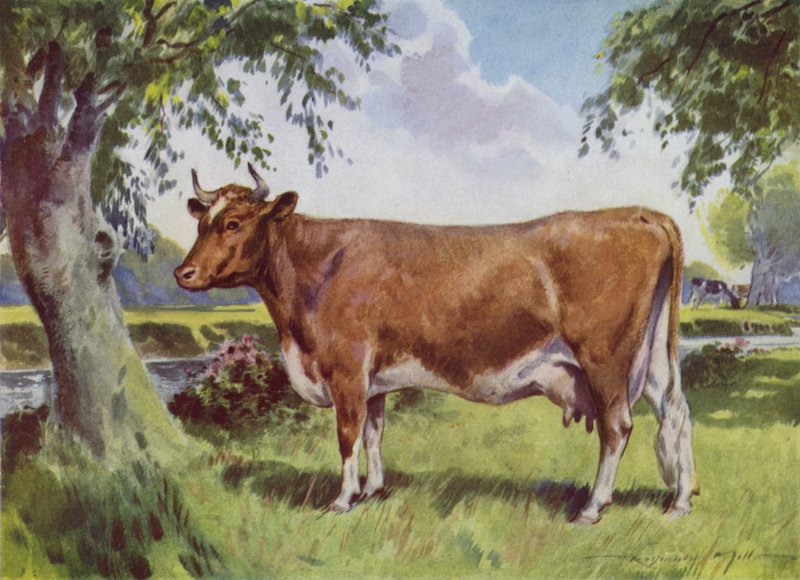 Ilustracja do My Farm (litografia kolorowa) autorstwa Reginald Mills
