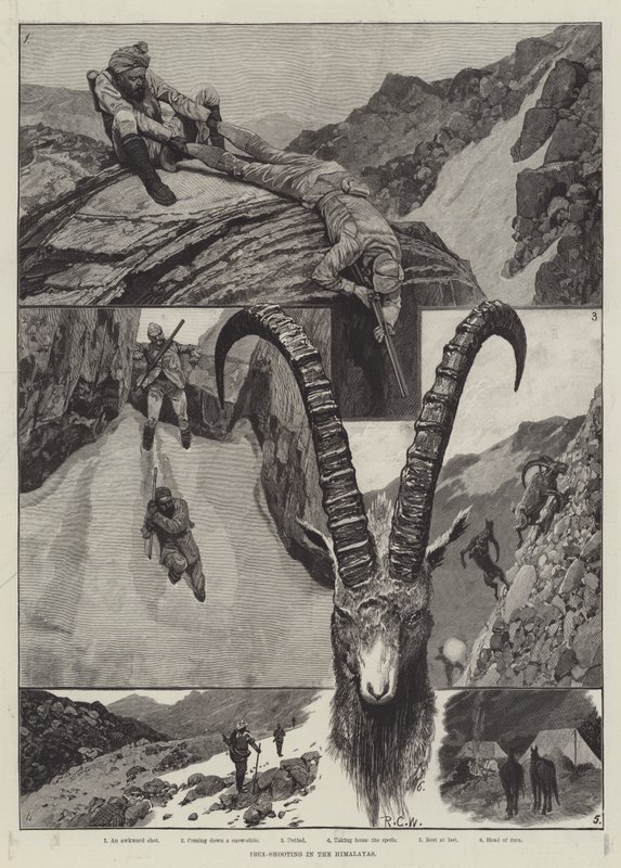 Ibex - Strzelectwo w Himalajach rycina autorstwa Richard Caton Woodville junior
