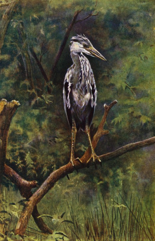 Młoda czapla (zdjęcie) autorstwa Richard and Cherry Kearton