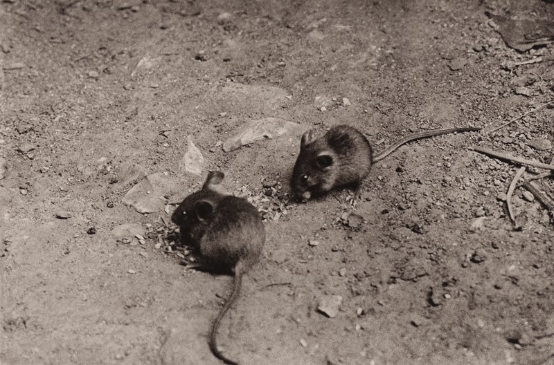 Myszy na kolacji (zdjęcie czarno-białe) autorstwa Richard and Cherry Kearton
