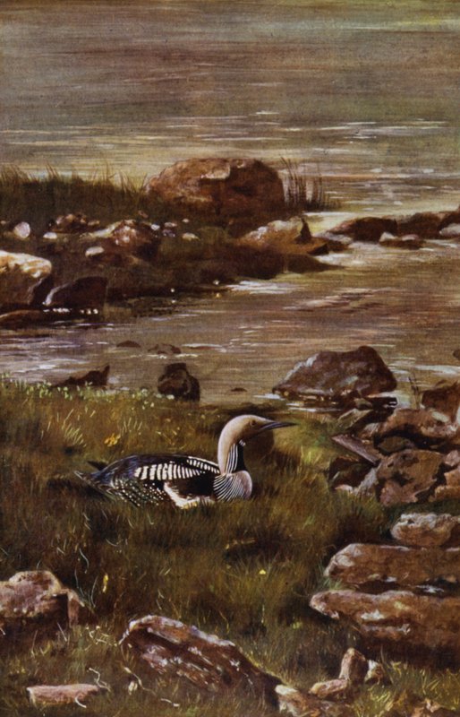 Nurek czarnogardły (zdjęcie) autorstwa Richard and Cherry Kearton