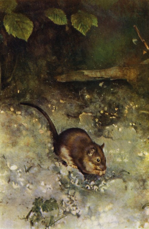 Brązowy szczur (zdjęcie) autorstwa Richard and Cherry Kearton