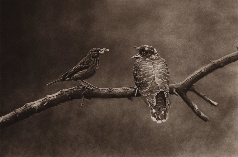 Świergotek karmiący młodą kukułkę (zdjęcie czarno-białe) autorstwa Richard and Cherry Kearton