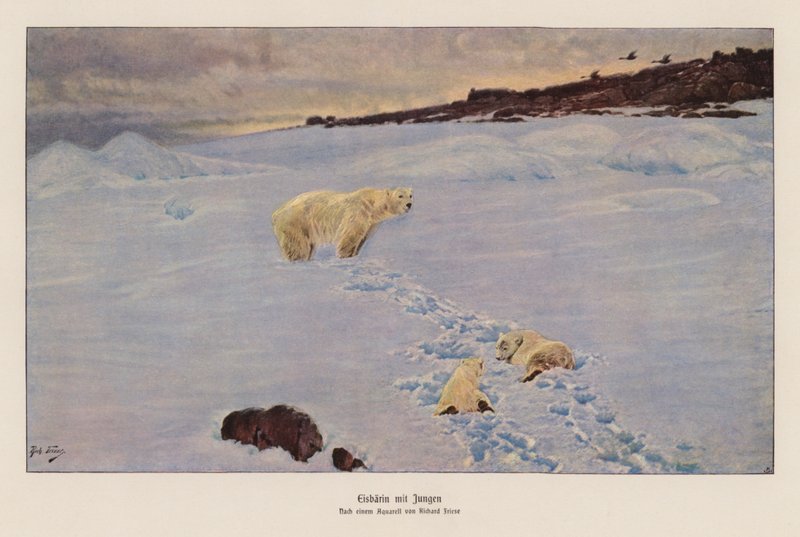 Niedźwiedź polarny i młode (kolorowa litografia) autorstwa Richard Friese