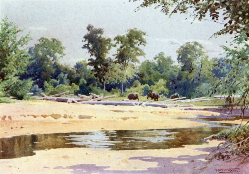 Słonie czyszczące Pone of Logs w Kokogon autorstwa Robert George Talbot Kelly