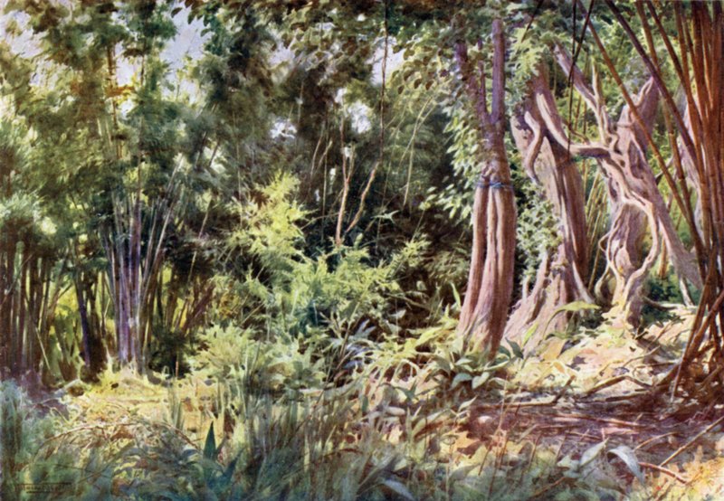 Dżungla w Delanchoon autorstwa Robert George Talbot Kelly