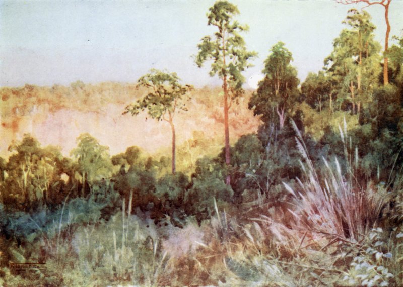 Dżungla na linii Lashio autorstwa Robert George Talbot Kelly