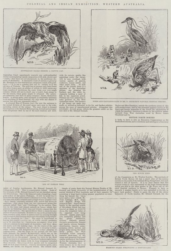 Wystawa kolonialna i indyjska, Australia Zachodnia autorstwa S.T. Dadd