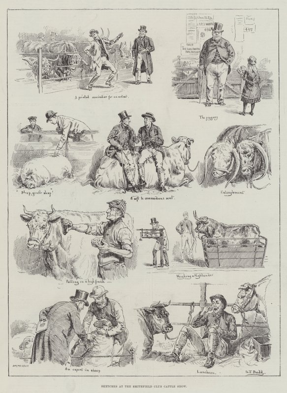 Szkice na wystawie bydła klubu Smithfield autorstwa S.T. Dadd