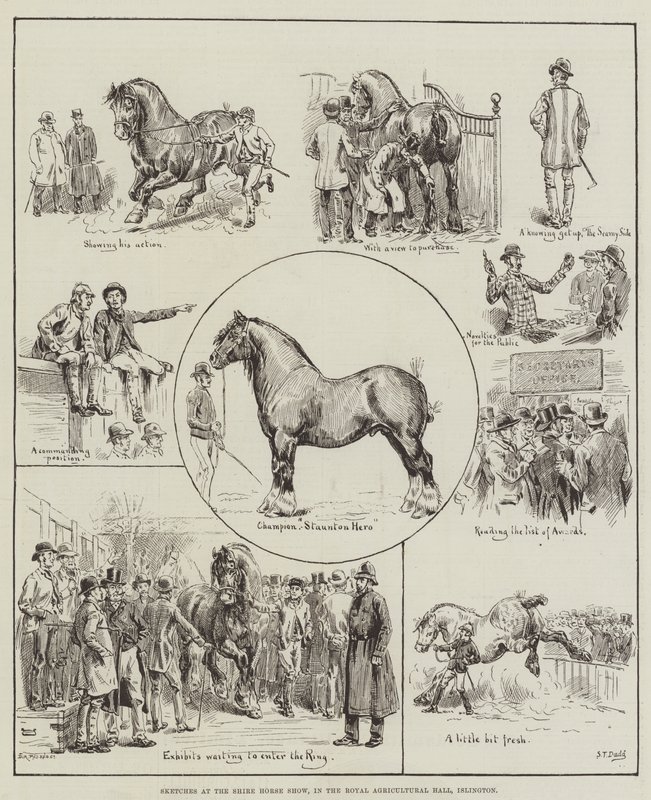 Szkice na Shire Horse Show, w Royal Agricultural Hall, Islington autorstwa S.T. Dadd