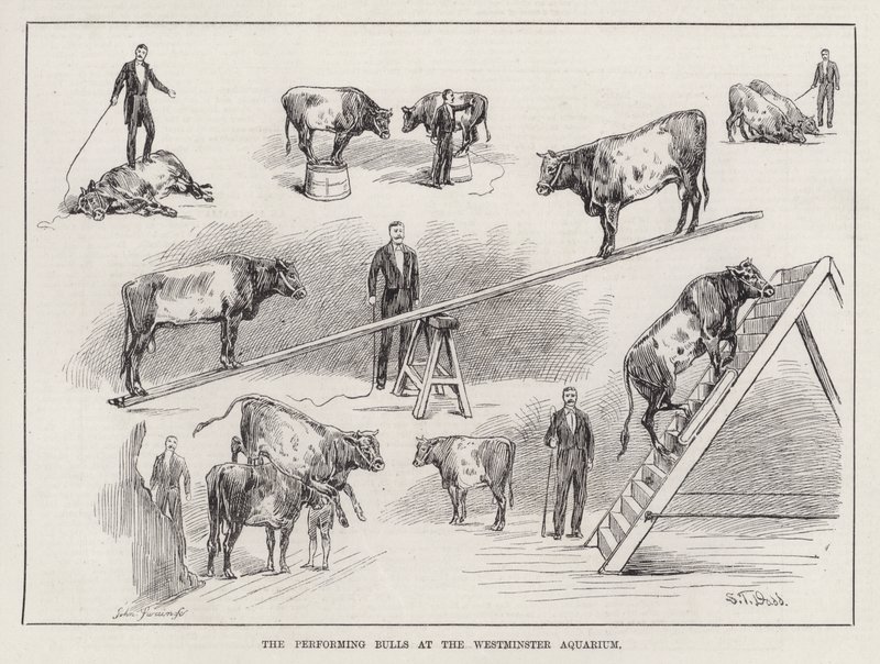 Performing Bulls w Westminster Aquarium (grawerowanie) autorstwa S. T. Dadd