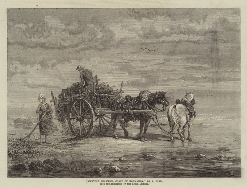 Carting Seaweed, Wybrzeże Normandii, z wystawy Akademii Królewskiej autorstwa Samuel C. Bird