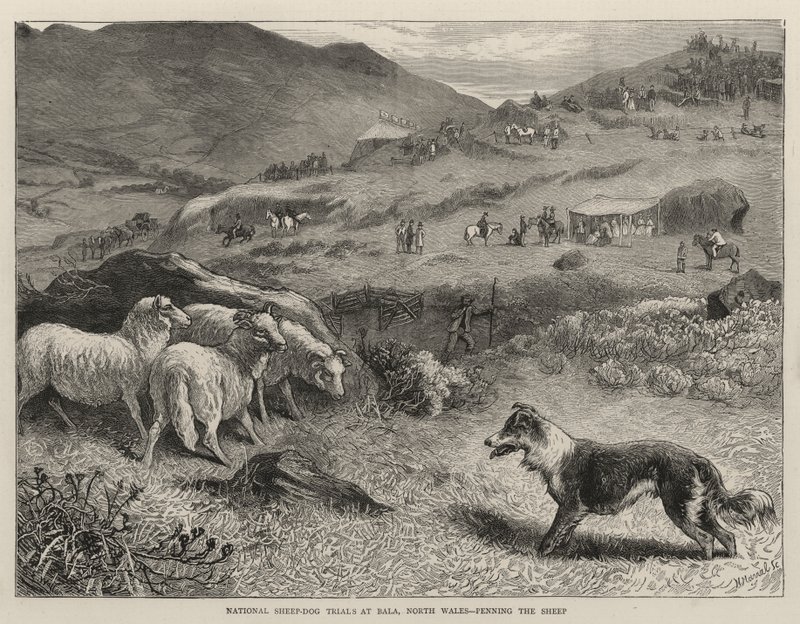 Krajowe Próby Owczarka-Psa w Bala, Północna Walia, Penning the Sheep autorstwa Samuel Edmund Waller
