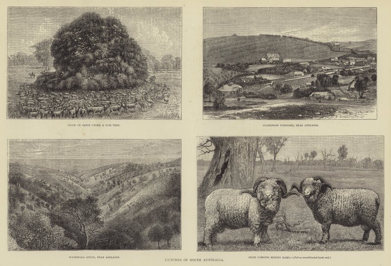 Zdjęcia Południowej Australii autorstwa Samuel Edmund Waller