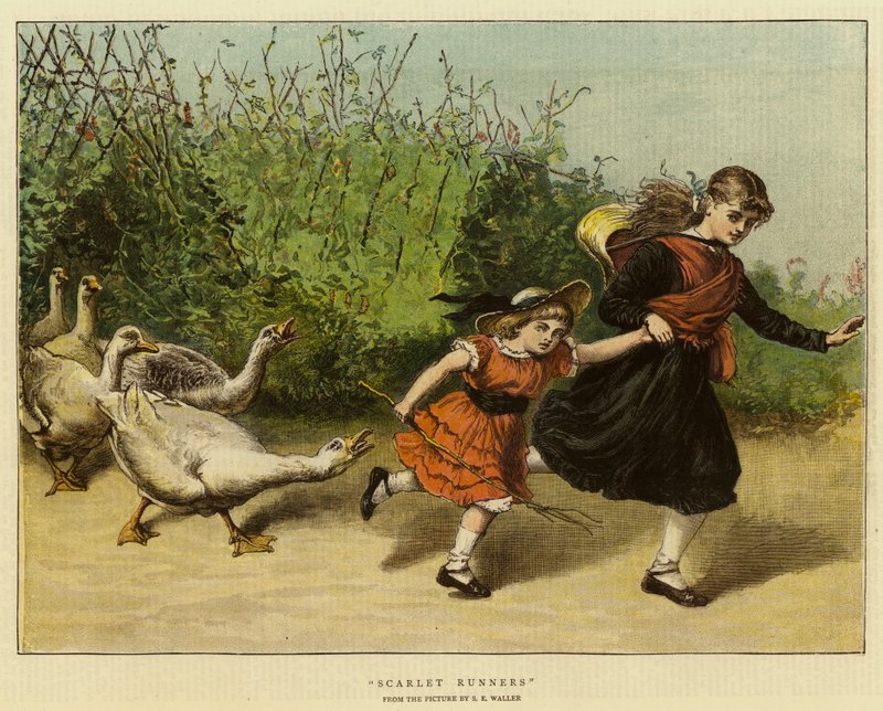 Szkarłatni biegacze autorstwa Samuel Edmund Waller
