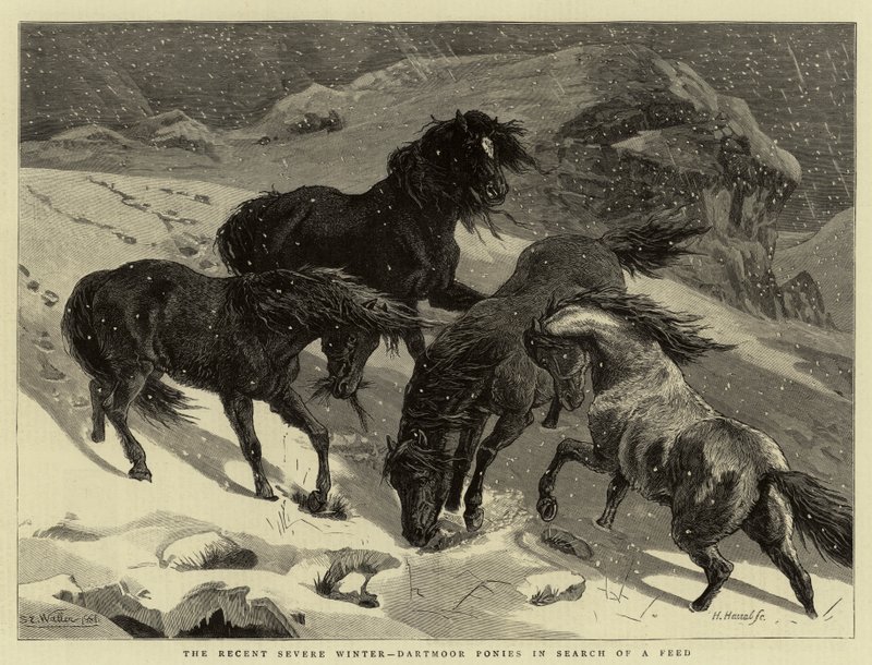 Niedawna surowa zima, kucyki Dartmoor w poszukiwaniu pożywienia autorstwa Samuel Edmund Waller