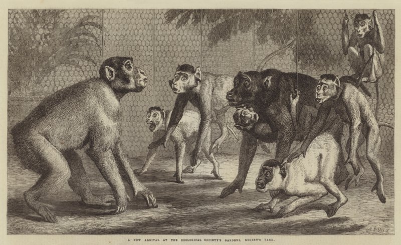 Nowość w ogrodach Towarzystwa Zoologicznego, Regent