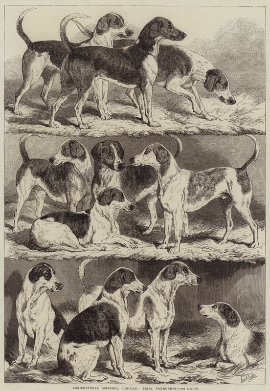 Spotkanie rolnicze, Lincoln, Nagroda Foxhounds autorstwa Samuel John Carter