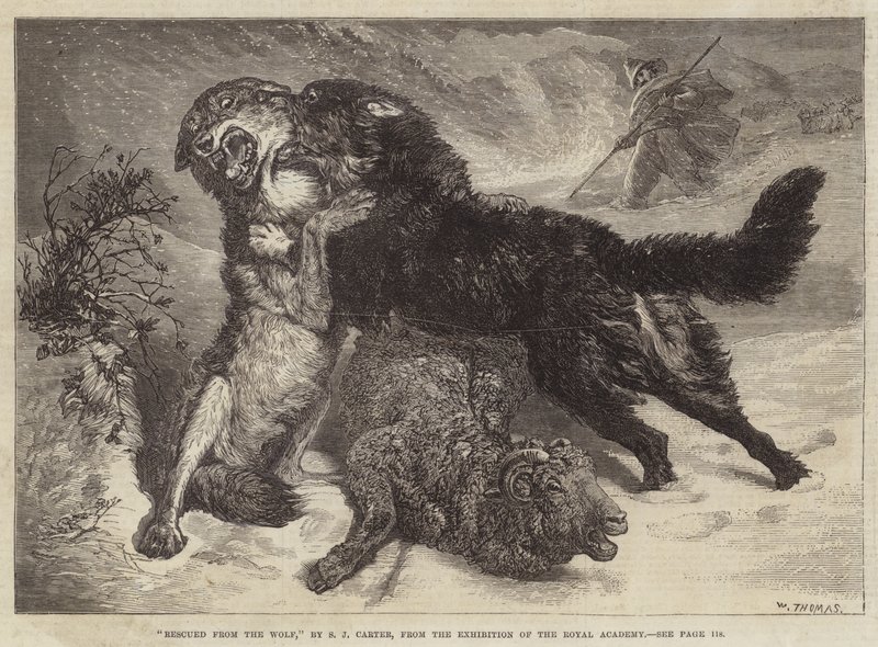 Uratowany przed wilkiem autorstwa Samuel John Carter