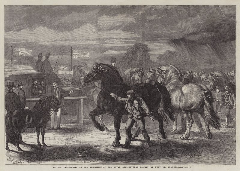 Suffolk Cart-Horses na wystawie Królewskiego Towarzystwa Rolniczego w Bury St Edmunds autorstwa Samuel John Carter