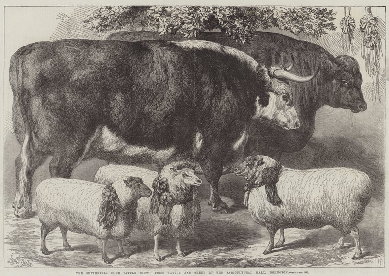 The Smithfield Club Cattle Show, Nagroda Bydła i Owiec w Sali Rolniczej, Islington autorstwa Samuel John Carter