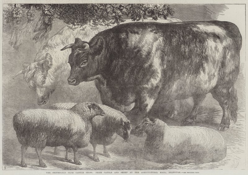 The Smithfield Club Cattle Show, Nagroda Bydła i Owiec w Sali Rolniczej, Islington autorstwa Samuel John Carter