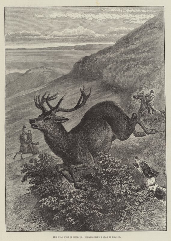 Dziki Zachód Anglii, rozdziewiczanie jelenia na Exmoor autorstwa Samuel John Carter