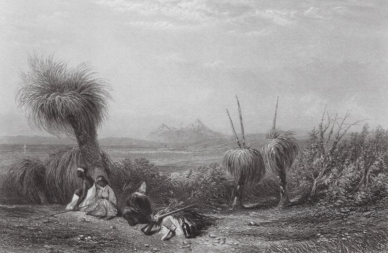 Australia: Grass Tree Plains (grawerunek) autorstwa Samuel (after) Prout