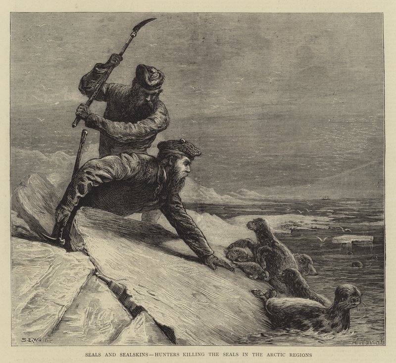 Foki i focze skóry, myśliwi zabijający foki w regionach arktycznych autorstwa Samuel Edmund Waller