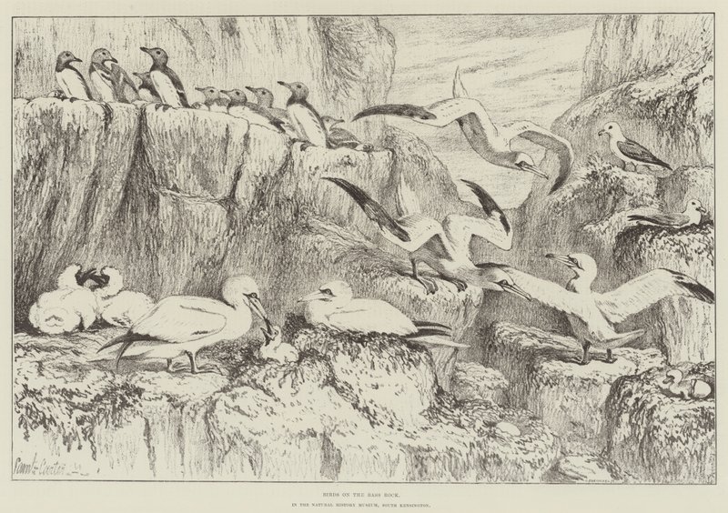 Birds on the Bass Rock, w Muzeum Historii Naturalnej, South Kensington autorstwa Samuel John Carter