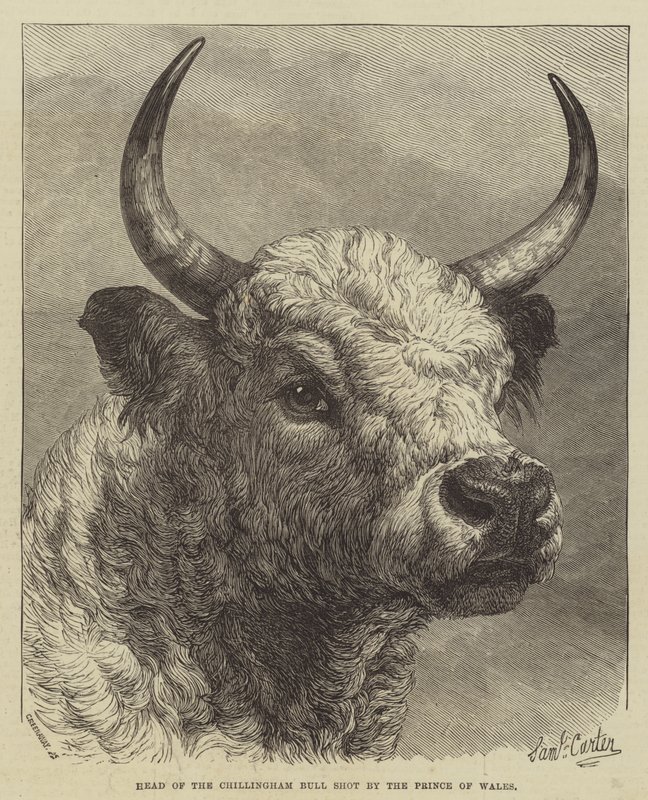 Szef Chillingham Bull zastrzelony przez księcia Walii autorstwa Samuel John Carter